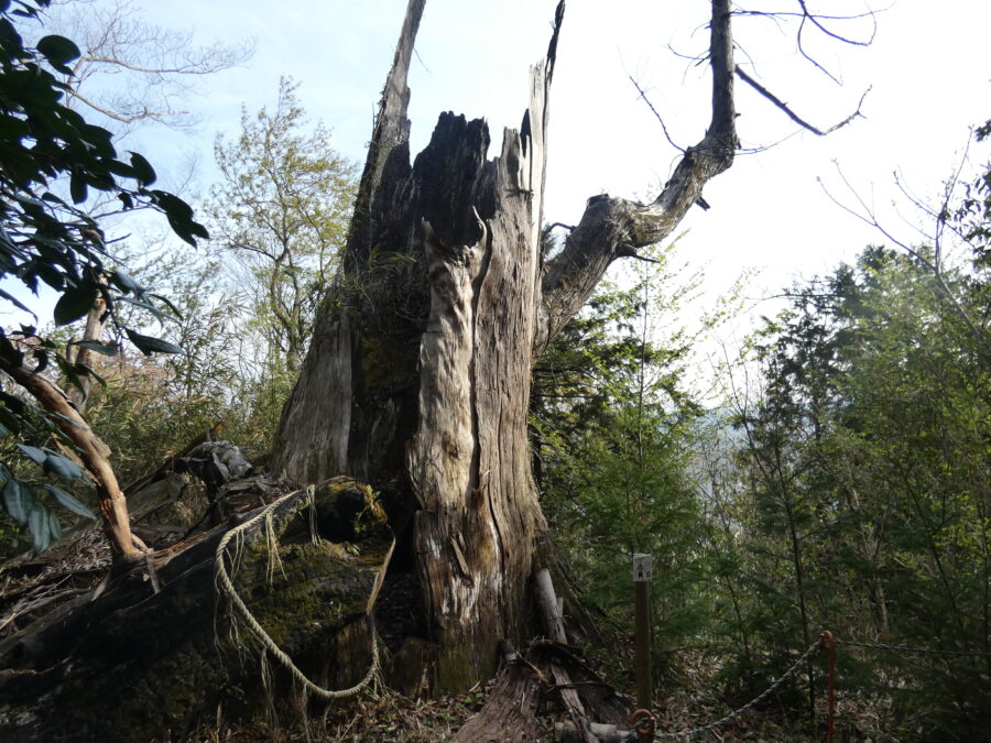 大杉跡【津久井城】