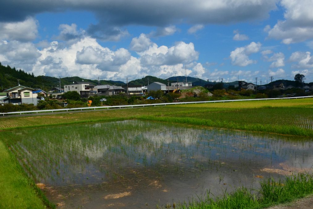 奥山の田んぼ