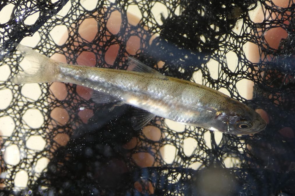 タモロコ? カワバタモロコ?