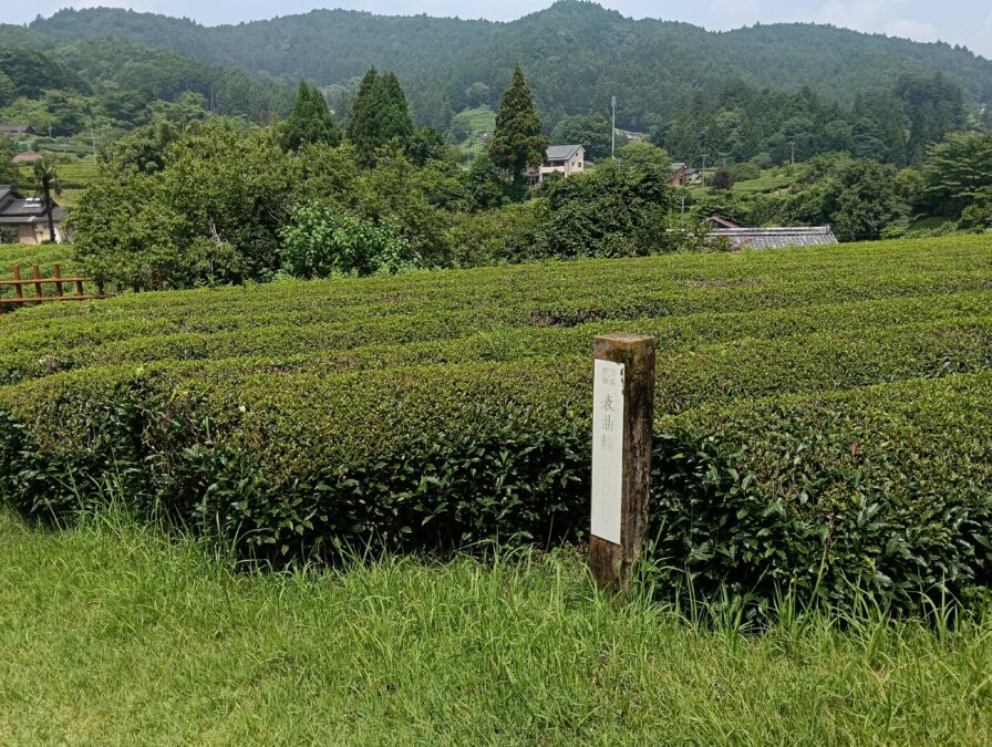 田峯城の表曲輪は茶畑に