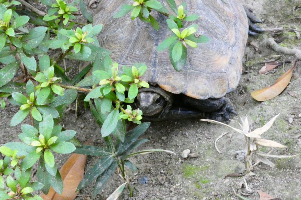 義仲寺のイシガメ