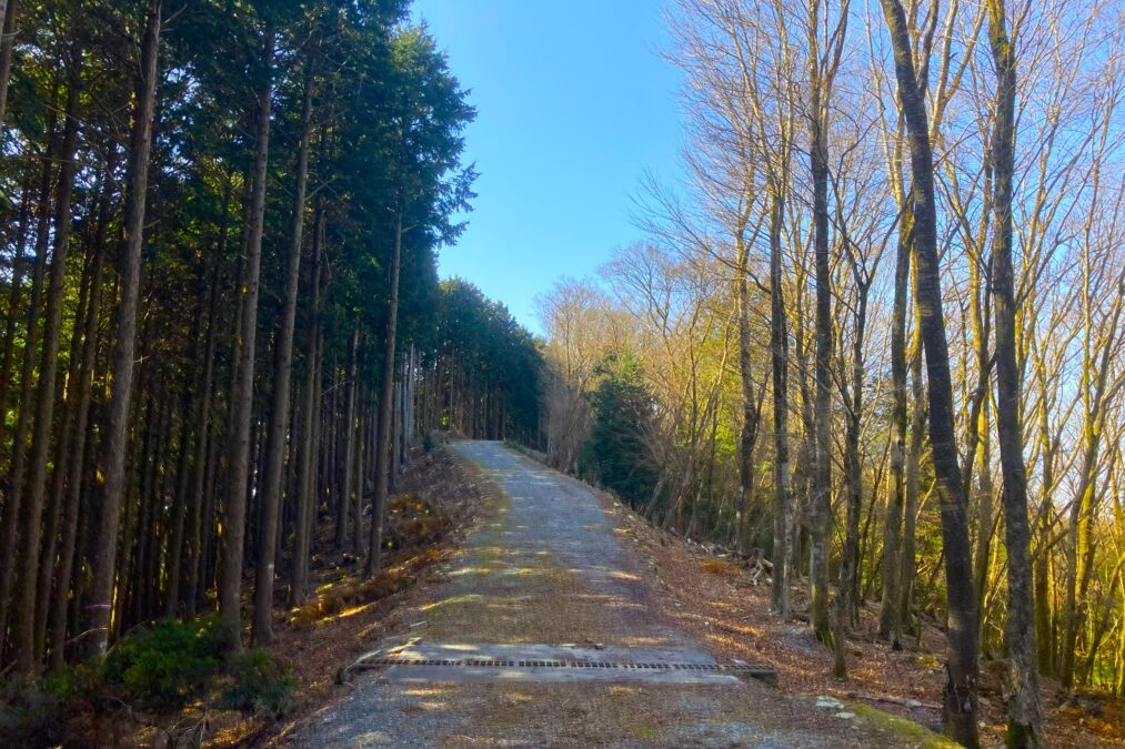 尾根上の道を進む